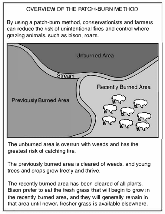 Boxed diagram titled “OVERVIEW OF THE PATCH-BURN METHOD,” introduced by the text “By using a patch-burn method, conservationists and farmers can reduce the risk of unintentional fires and control where grazing animals, such as bison, roam.” Below it, a map of one stretch of land is divided by a branching stream, labeled Stream, into three shaded areas: a dark Unburned Area across the top, a medium gray Previously Burned Area on the left, and a light gray Recently Burned Area on the lower right, where eight bison stand. Three captions under the map read “The unburned area is overrun with weeds and has the greatest risk of catching fire,” “The previously burned area is cleared of weeds, and young trees and crops grow freely and thrive,” and “The recently burned area has been cleared of all plants. Bison prefer to eat the fresh grass that will begin to grow in the recently burned area, and they will generally remain in that area until newer, fresher grass is available elsewhere.”