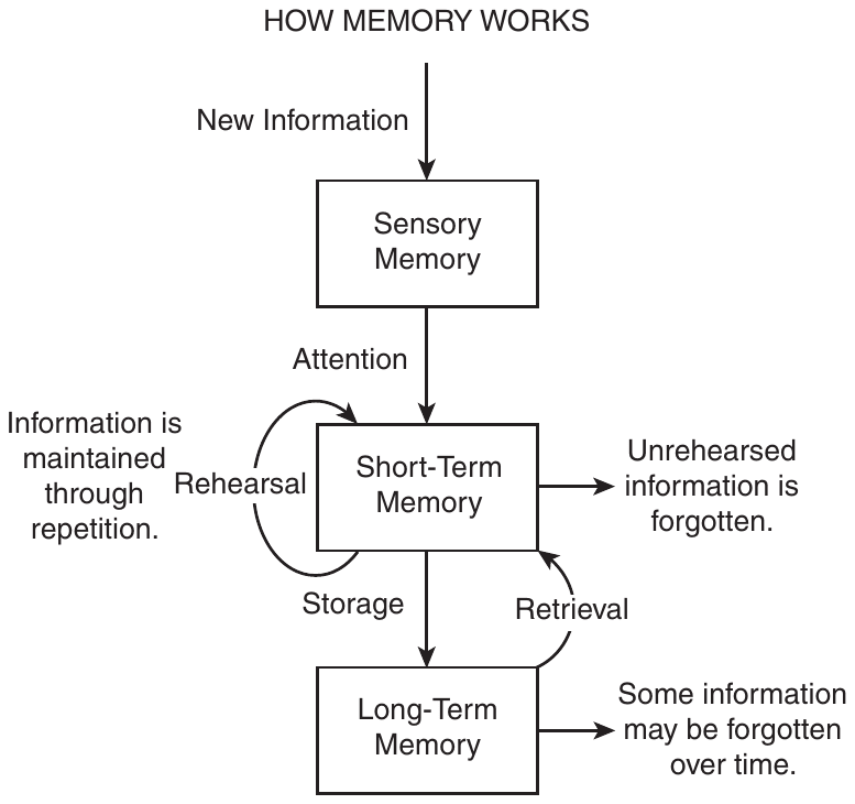 Flow diagram titled “HOW MEMORY WORKS”: an arrow labeled “New Information” points down into a box labeled “Sensory Memory,” and an arrow labeled “Attention” leads down from that box to a box labeled “Short-Term Memory.” From Short-Term Memory, an arrow points right to the note “Unrehearsed information is forgotten,” and on its left a curved arrow labeled “Rehearsal” loops from the bottom of the box back into its top, beside the note “Information is maintained through repetition.” An arrow labeled “Storage” leads down from Short-Term Memory to a box labeled “Long-Term Memory,” a curved arrow labeled “Retrieval” leads from Long-Term Memory back up into Short-Term Memory, and an arrow points right from Long-Term Memory to the note “Some information may be forgotten over time.”